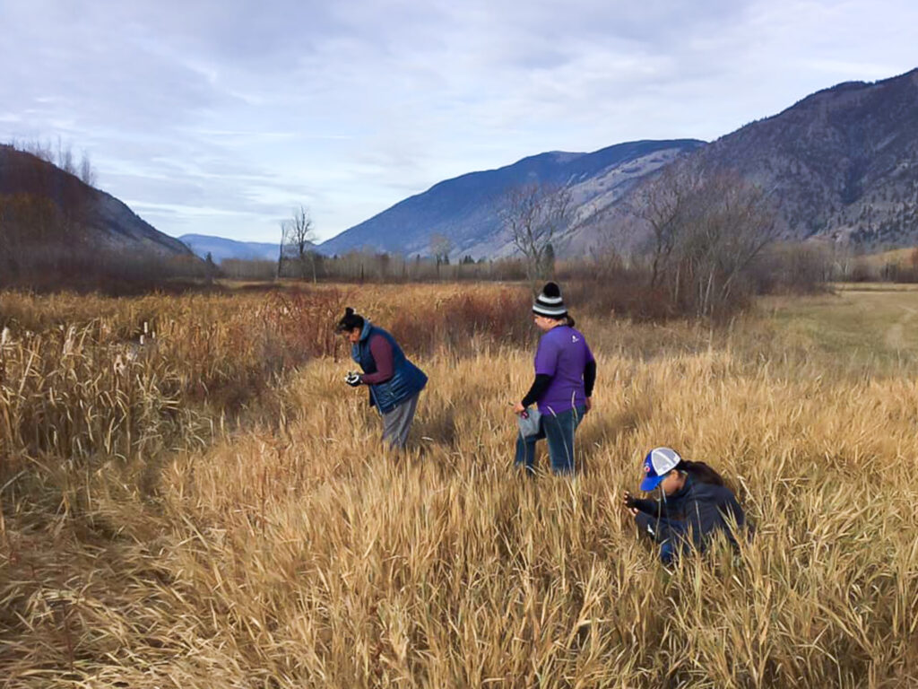 Women harvesting hemp in the Similkameen for Indigenous cultural heritage stewardship