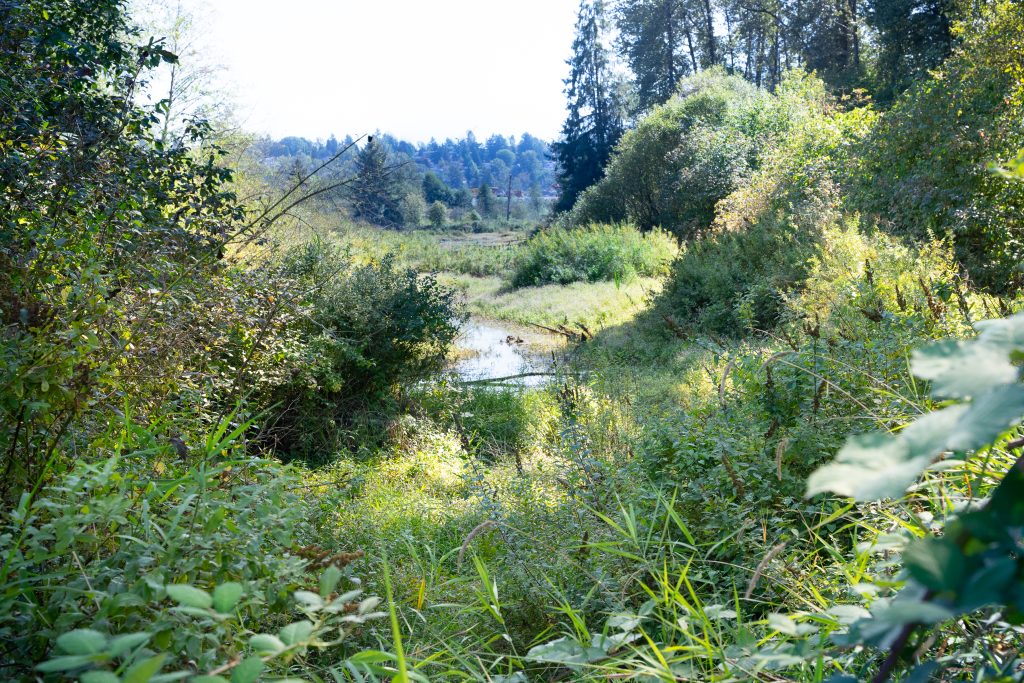 Reeves Slough near the cemetery site